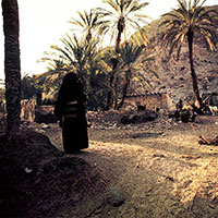 Wadi-feiran – Sinaï – Égypte